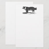  Collie Dog Illustratie van de Grens van 1800s Briefpapier (Voorkant / Achterkant)