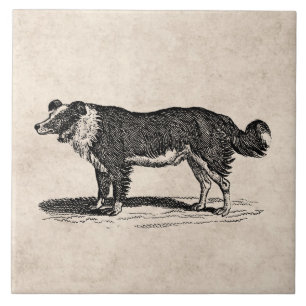  Collie Dog Illustratie van de Grens van 1800s Tegeltje