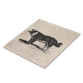 Collie Dog Illustratie van de Grens van 1800s Tegeltje (Zijkant)