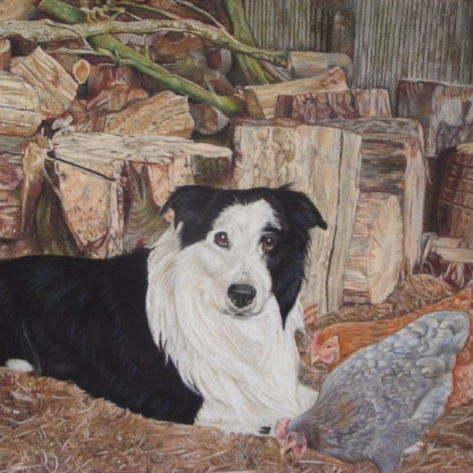 collie dog in een loopplank met kippen legpuzzel