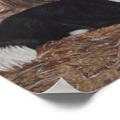 collie dog in een loopplank met kippen poster (Hoek)