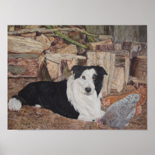 collie dog in een loopplank met kippen poster