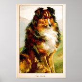  Collie Dog Poster (Voorkant)