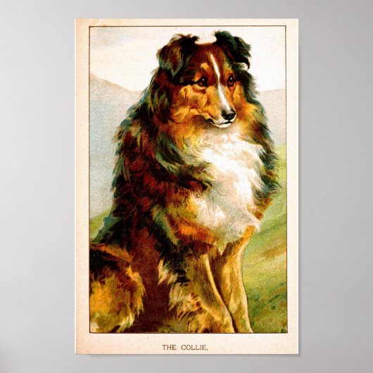  Collie Dog Poster (Voorkant)