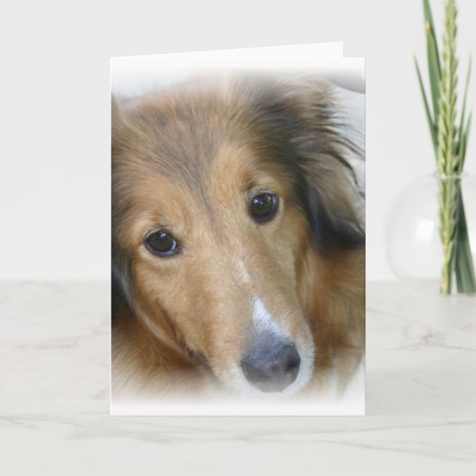 Collie Dog Wenskaart Kaart (Voorkant)