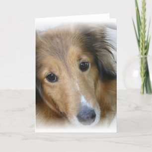 Collie Dog Wenskaart Kaart