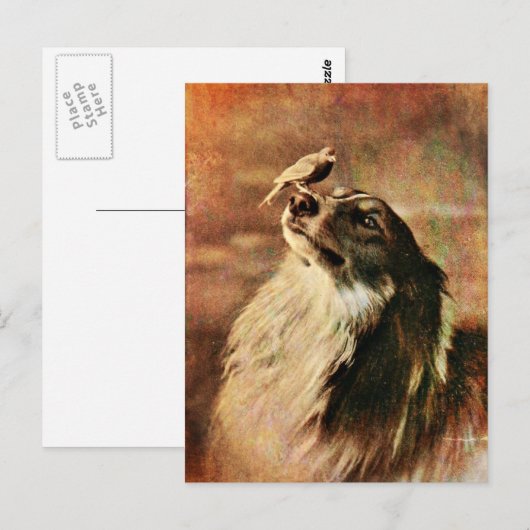 Collie en Birdie Briefkaart (Voorkant / Achterkant)