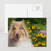Collie en bloemen briefkaart (Voorkant / Achterkant)