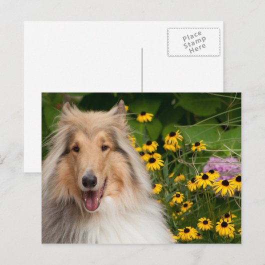Collie en bloemen briefkaart