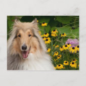 Collie en bloemen briefkaart (Voorkant)