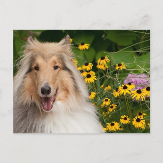Collie en bloemen briefkaart (Voorkant)