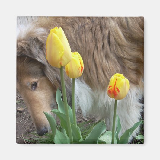 Collie En Tulpen Magneet (Voorkant)