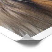 Collie Face Poster (Hoek)