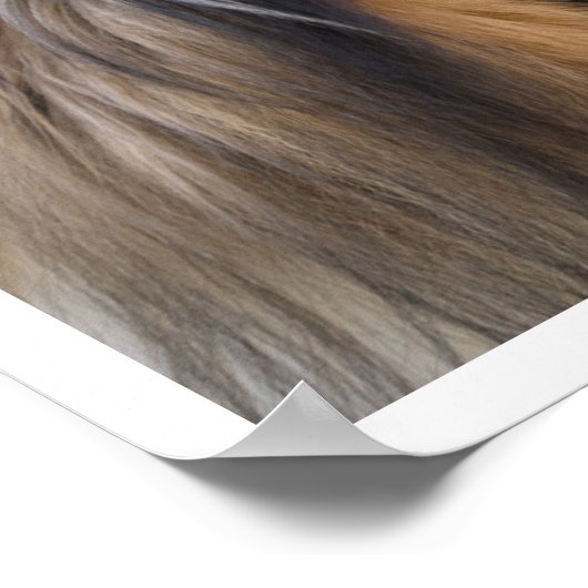 Collie Face Poster (Hoek)