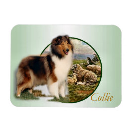 Collie Hoeder van de Schapen Magneet