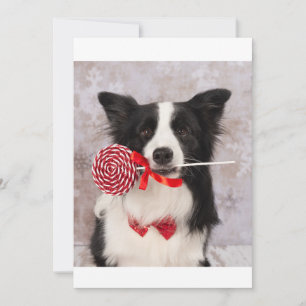 Collie hond feestdagenkaart
