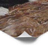 collie hond in een loopplank met kippen poster (Hoek)