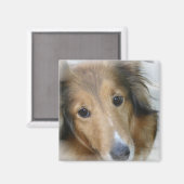 Collie Hond Vierkante Magneet (Voorkant / Achterkant)
