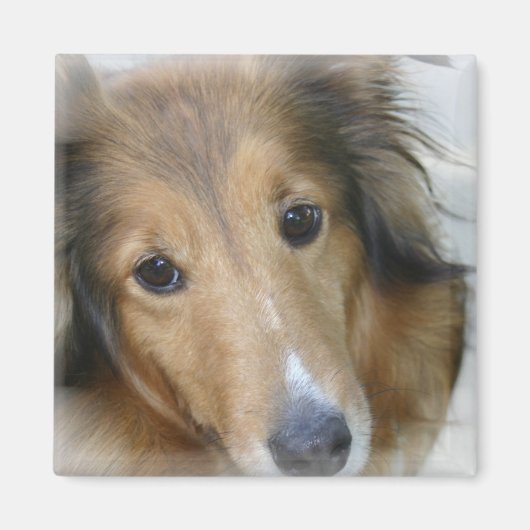 Collie Hond Vierkante Magneet (Voorkant)