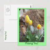 Collie, ik mis je! Briefkaart (Voorkant / Achterkant)