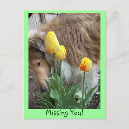 Collie, ik mis je! Briefkaart (Voorkant)