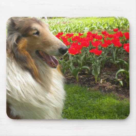 Collie in de Muismat Tulps (Voorkant)