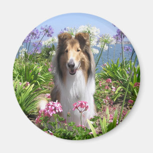 Collie in Flowers Magnet