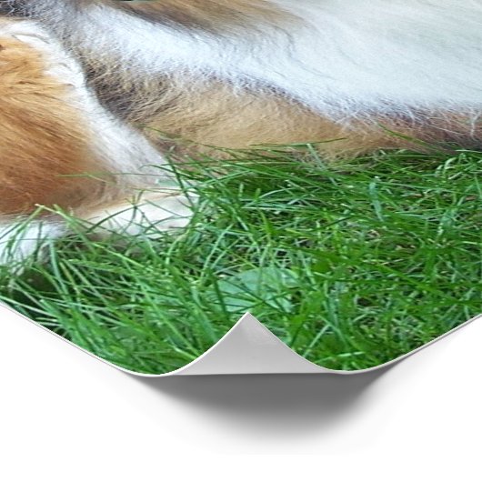 Collie in het Poster Grass (Hoek)