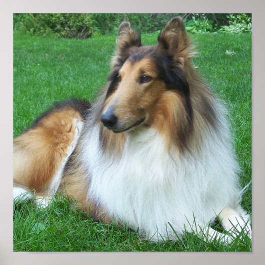 Collie in het Poster Grass (Voorkant)