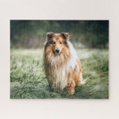 Collie in het Rough Grassland Legpuzzel (Horizontaal)