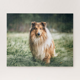 Collie in het Rough Grassland Legpuzzel