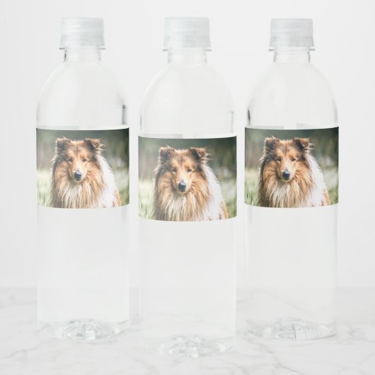 Collie in het Rough Grassland Waterfles Etiket (Flessen)