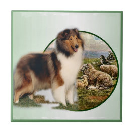 Collie Keeper van de schapen Tegeltje