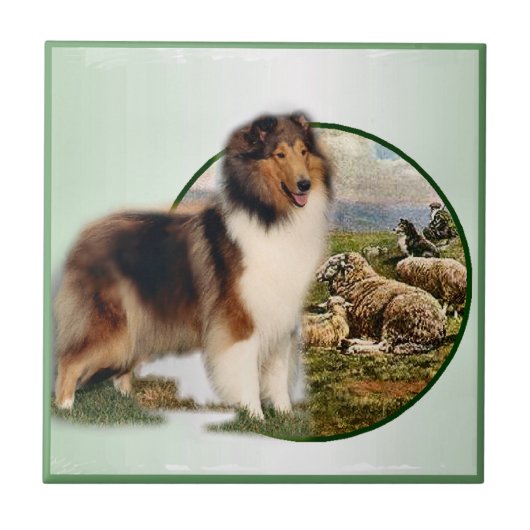 Collie Keeper van de schapen Tegeltje (Voorkant)
