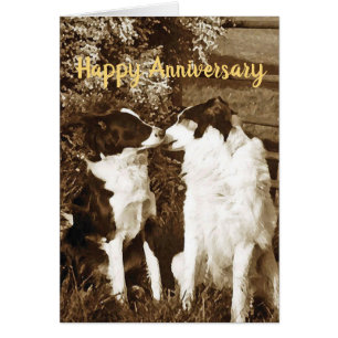 Collie kiss Jubileum card