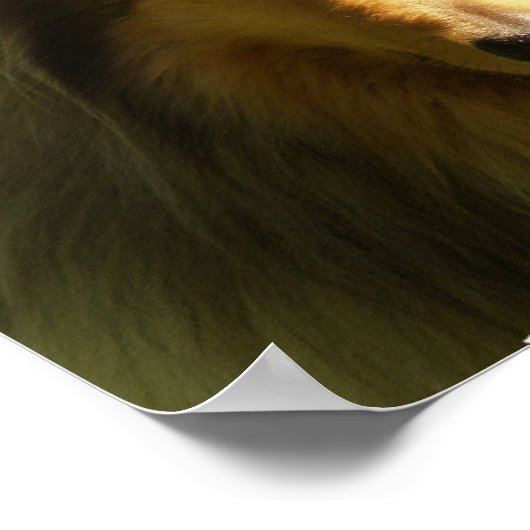 Collie Lassie Dog Print (Hoek)