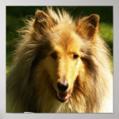 Collie Lassie Dog Print (Voorkant)