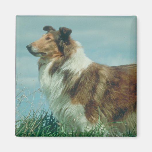 Collie Magneet (Voorkant)