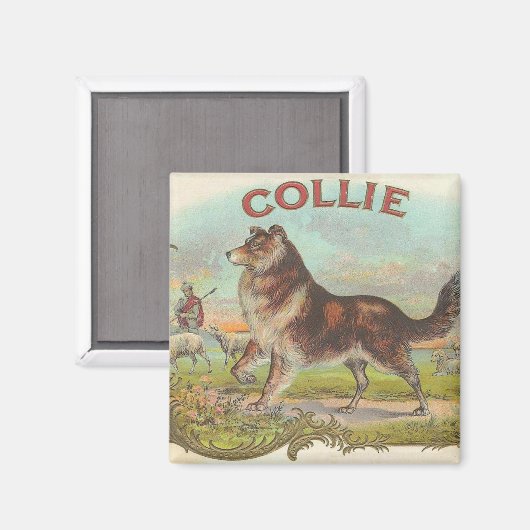  Collie Magneet (Voorkant / Achterkant)