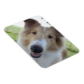 Collie Magnet met hanenoog Magneet (Rechterzijde)