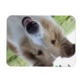 Collie Magnet met hanenoog Magneet (Horizontaal)