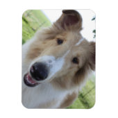 Collie Magnet met hanenoog Magneet (Verticaal)