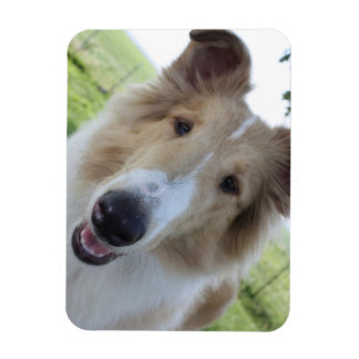 Collie Magnet met hanenoog Magneet