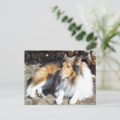 Collie met Firewood-Briefkaarten Briefkaart (Staand voorkant)