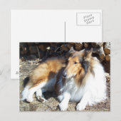 Collie met Firewood-Briefkaarten Briefkaart (Voorkant / Achterkant)