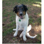 Collie (mix) Puppy foto sculptuur Fotobeeldje Magneet<br><div class="desc">An schattige Puppy makes a great keychain magnet pin etc.</div>