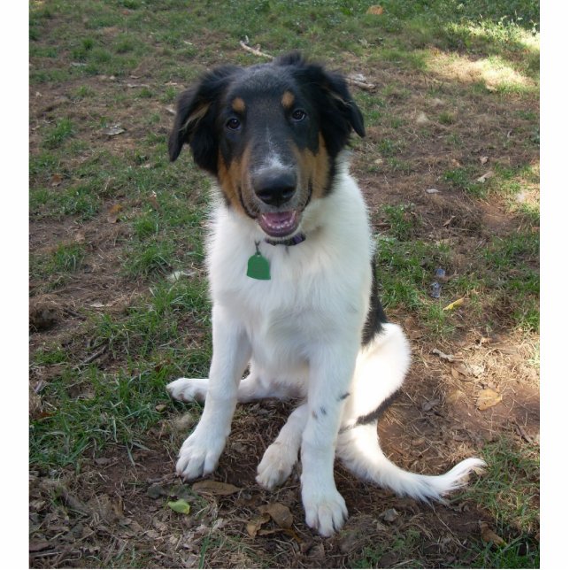 Collie (mix) Puppy foto sculptuur Fotobeeldje Magneet (Voorkant)