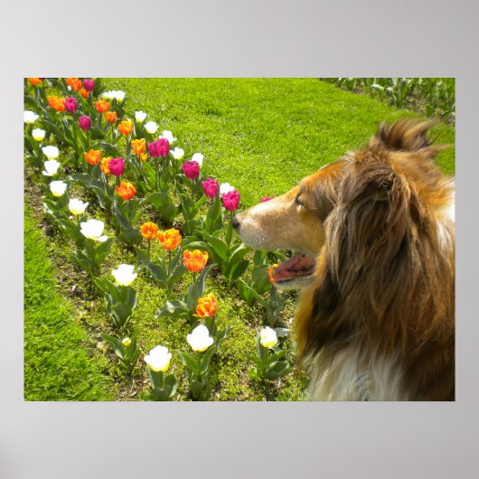 Collie N More Tulips Poster (Voorkant)