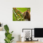 Collie N More Tulips Poster (Thuiskantoor)
