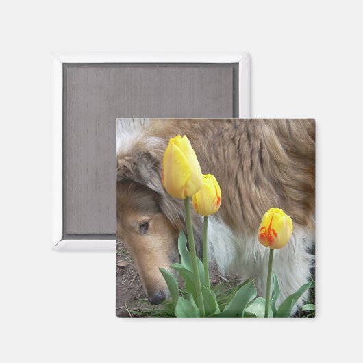 Collie N Tulips Magnet (Voorkant / Achterkant)
